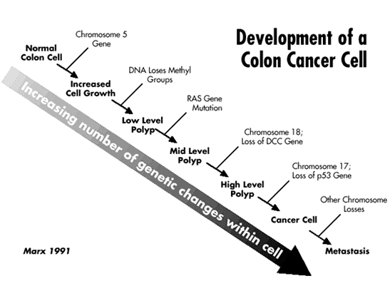 Development of a Colon Cancer Cell