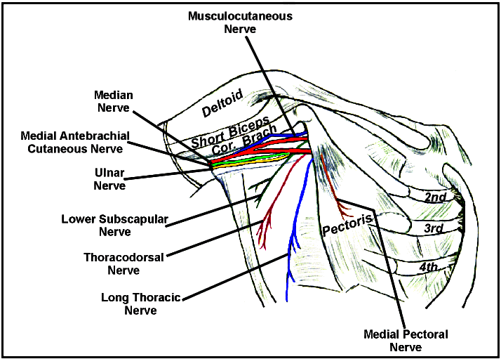 anatomy picture of the nerves in the chest, musculotaneous, subscapluar, thoracic, pectoral, thoracodorsal, ulnar, antebrachial, - using one side and including shoulder